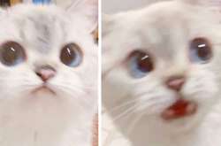 Драматичная кошка покорила интернет эмоциями, достойными «Оскара» (фото)