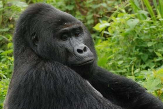 Жителя Уганды отправили в тюрьму на 11 лет за убийство гориллы