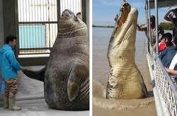 Забавные фото гигантских животных, реальный размер можно оценить лишь в сравнении