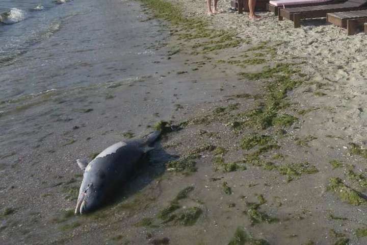 Біля затонулого танкера «Делфі» виявили мертвого дельфіна