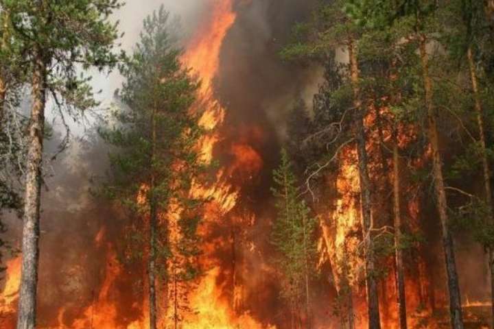 За півроку кількість пожеж у лісах зросла утричі, – ДСНС