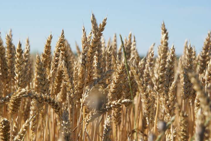 Україна стане одним з п’яти найбільших зернових експортерів світу