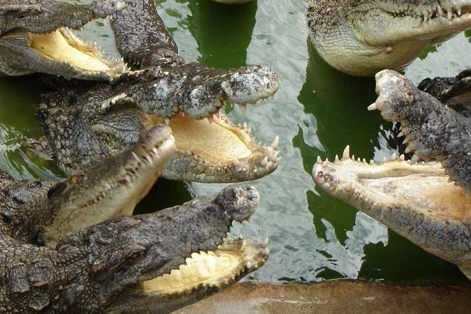 В Індії серійний вбивця згодував крокодилам близько 50 осіб
