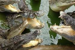 В Індії серійний вбивця згодував крокодилам близько 50 осіб