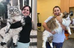 Фото огромных котиков, которые одним только своим видом показывают, кто в доме хозяин