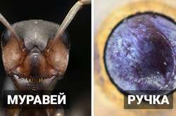 Занимательные макрофотографии, позволяющие увидеть привычные вещи неожиданно близко