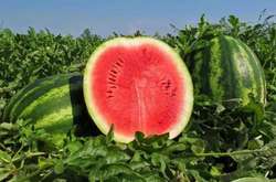 Ціни на кавуни: експерт розповіла чи дешевшатимуть цього року смугасті ягоди