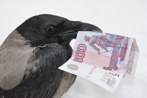 Легко пришли - легко ушли: в Могилеве ворона украла деньги у вора (видео)