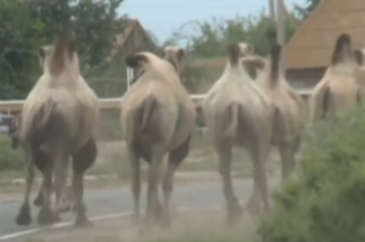 У Росії верблюди тероризують жителів Астраханської області