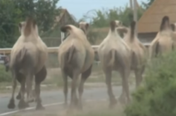 У Росії верблюди тероризують жителів Астраханської області