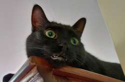 Забавные фотофакты в пользу выражения «без кота и жизнь не та»