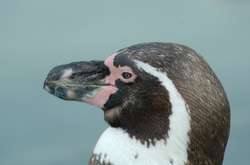 В британском зоопарке пингвинам подарили машину для мыльных пузырей, чтобы животные не грустили (видео)