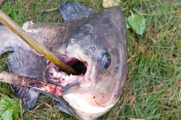 В озері на Позняках рибалка зловив піранью (фото)