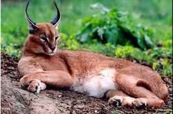 Под Киевом второй день ищут рысь, сбежавшую из питомника