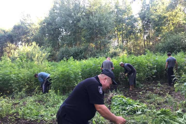У лісі на Київщині поліція виявила плантацію конопель (фото)