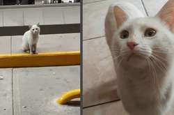 Бродячий кот обрел дом благодаря своему уму и решительности (фото)