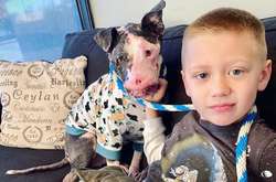 Спасение искалеченного пса растрогало пользователей соцсетей