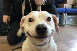 Потерявшаяся собака очаровала всех своей милой улыбкой и обрела новый дом