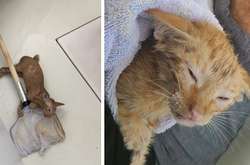 Семья отправилась на рыбалку, но в сеть попался только кот. Трогательнее фото спасенного животного