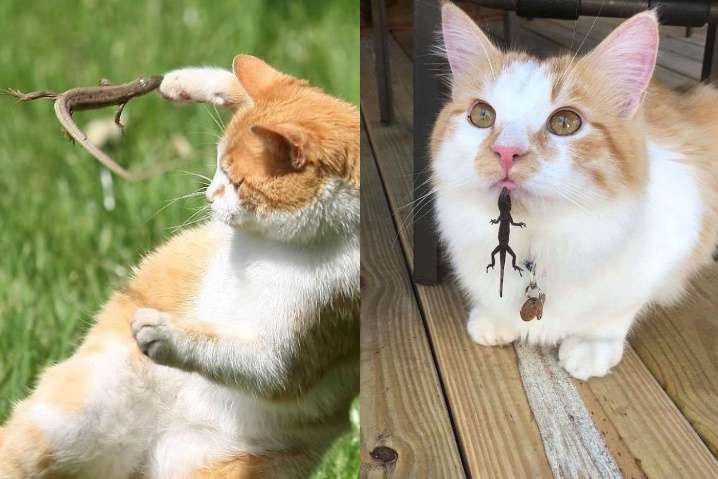 Уморительные фото о сложных отношениях кошек и ящериц