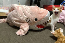 Курьезные фото кошек, которые заслужили титул королей драмы