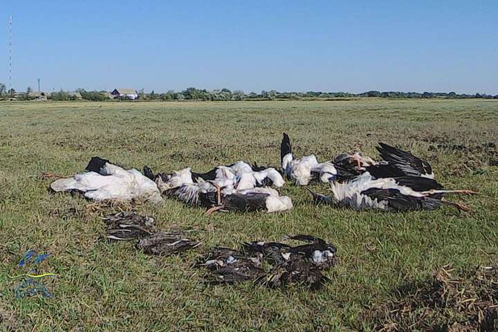 На Одещині град вбив сотні птахів