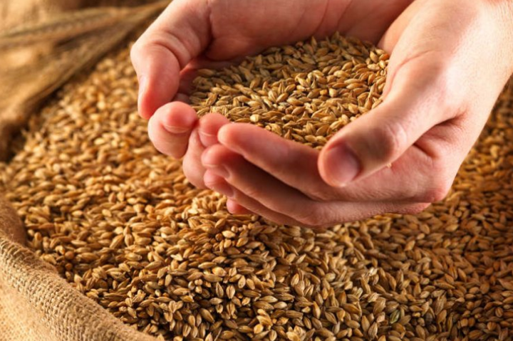 Закупівельні ціни на українську пшеницю різко впали