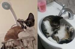 Фото котиков-обормотиков со своей исключительной логикой