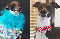 Дурашливая собака покорила хозяйку и подписчиков своими эмоциями (фото)