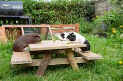 Фотодоказательства того, что морские свинки – это не только целый килограмм позитива, но и много обаяния