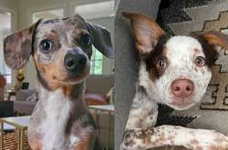 Забавные фото песиков-барбосиков, чьим эмоциям позавидует любой актер