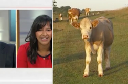 В репортаж журналистки ворвались любознательные коровы (видео)