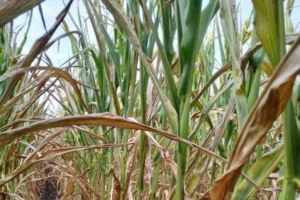 Аграрії висміяли Українську зернову асоціацію за її «космічний» прогноз врожаю зерна