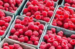 В Украине растут цены на малину