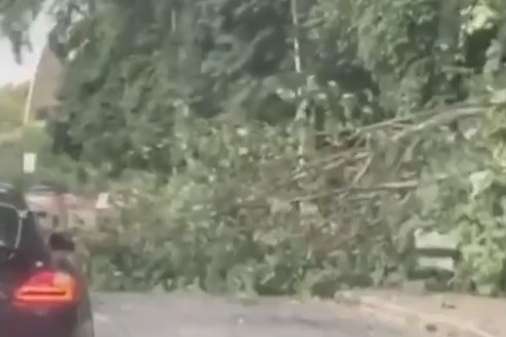 Біля метро «Поштова площа» дерево впало на автомобілі (відео)