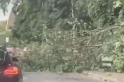 Дерево впало на припарковані авто і частково перекрило дорогу