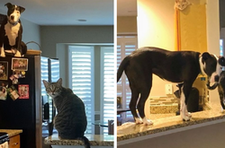 Спасенный питбуль считает себя котом и отказывается верить, что он — пес