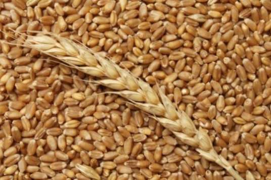 В Украине дефицит пшеницы: что происходит на рынке