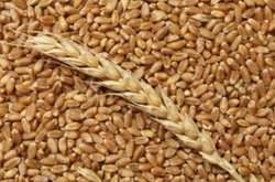 В Украине дефицит пшеницы: что происходит на рынке
