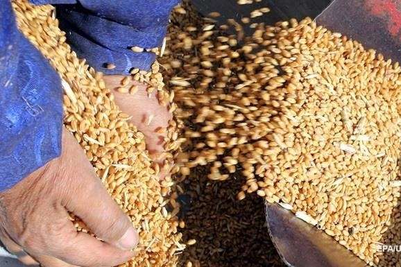 На Чернігівщині «миші з'їли» 600 тонн зерна Держрезерву
