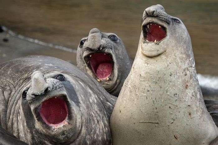 Фото тюленей, которые выглядят так, словно услышали самую смешную шутку