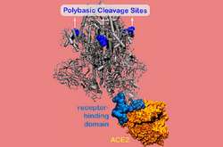 S-білок, або білок «шип», містить ділянку впізнавання, який дозволяє вірусу прикріплятися до рецепторів на поверхні клітини господаря і проникати всередину