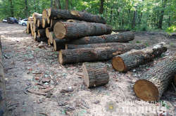 На Харьковщине браконьеров будут судить за незаконную вырубку леса