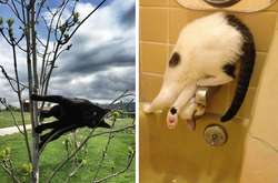 Смешные фото котеек, на которых не действуют гравитация