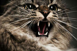 У Кончі-Заспі жила хвора на сказ кішка