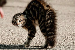 На Харьковщине хозяина укусил бешеный кот