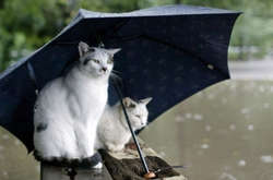 Погода на 15 августа: на Западе дожди, в Киеве умеренное тепло и солнечно 