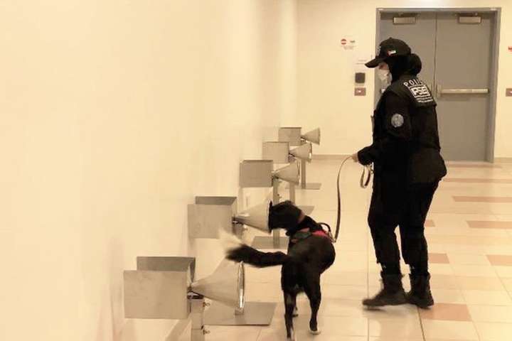 Аеропорт Дубая почав використовувати собак для виявлення коронавірусу: відео