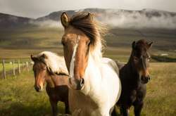 Под Генпрокуратурой зоозащитники требовали наказать чиновников за убитых на скотобойне лошадей (видео)