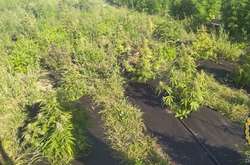 На Харківщині двоє чоловіків погоріли на вирощуванні конопель